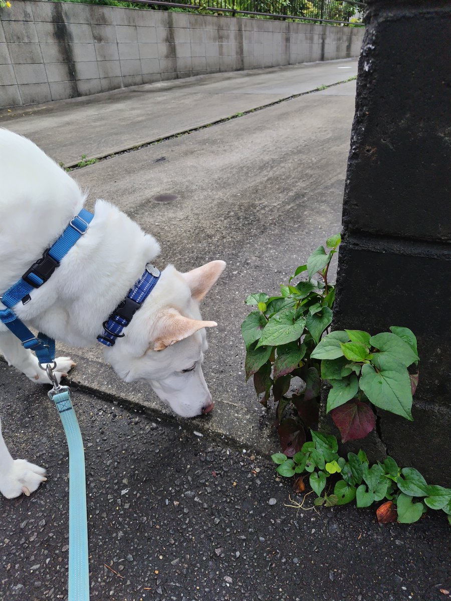 TerazoDog's tweet photo. 今朝目を覚ますと、
隣のテラゾーはまだぐっすり💤

雨雲レーダーを見ると、
あと25分で雨予報☔

テラゾーが自然に起きるのを待って、
ご近所をひと回り🐾
今日はおうち周辺の散歩で満足してくれました☺️

家に戻った途端、本降り☔
ギリギリセーフ！ https://t.co/yJYqsKBTBy