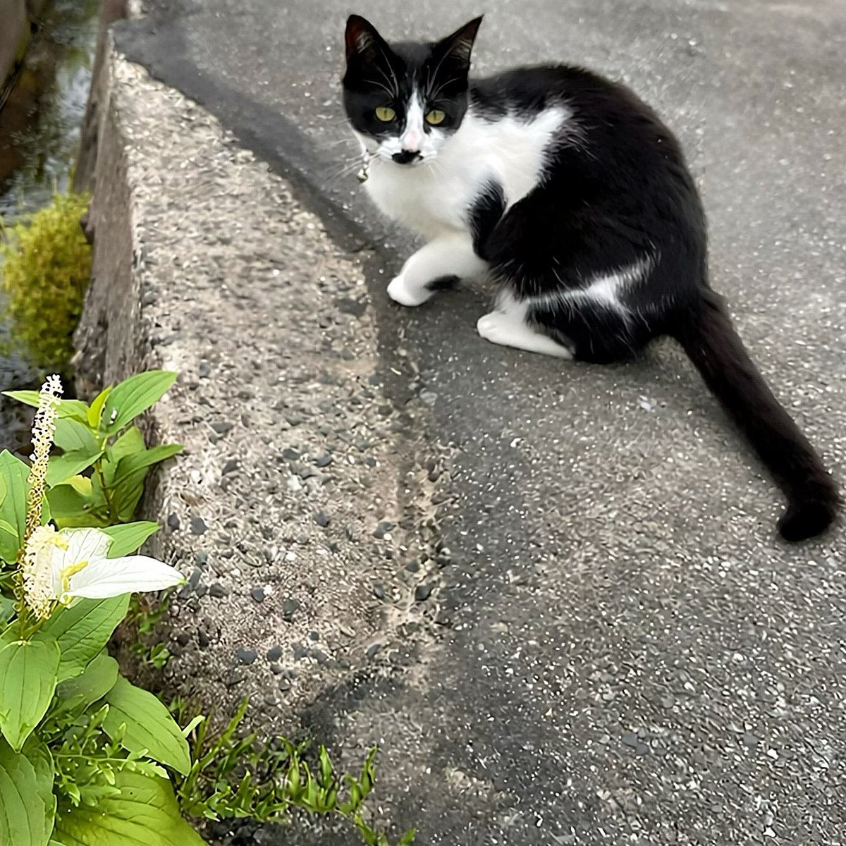おはようございます☁️🕊️⋆゜ 今朝の猫様🐾🌿 今日も穏やかで