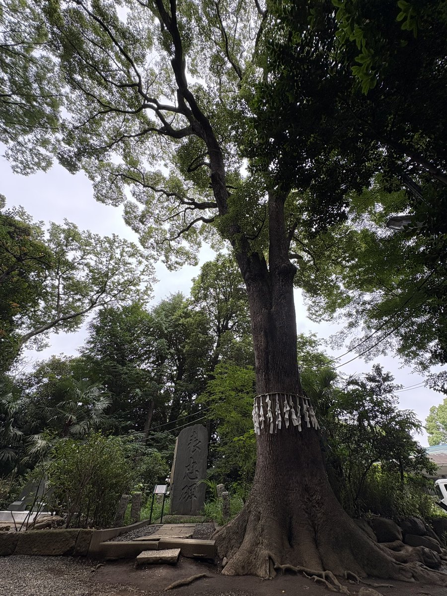 yoshiisouryu tweet picture
