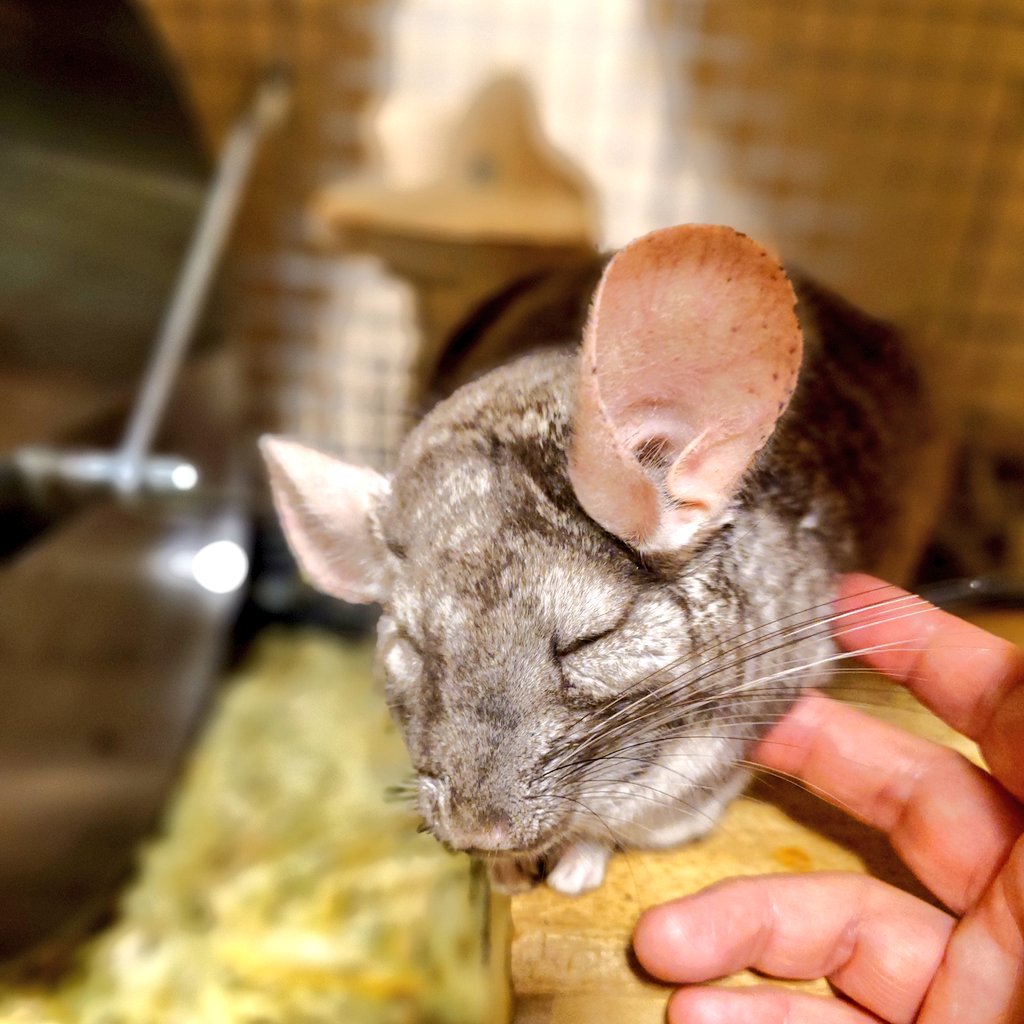 angelite0831's tweet photo. カイカイ良いね #chinchilla #チンチラ https://t.co/2LEhplm2VY