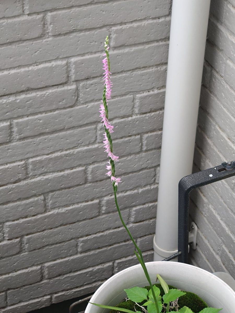 kiyoemo's tweet photo. 絶賛放置状態の我が家のベランダの植木鉢に、勝手に生えてきました
ネジバナ という 多年草だそうで、今後も毎年咲いてくれるといいな https://t.co/7XhcKyV1qc