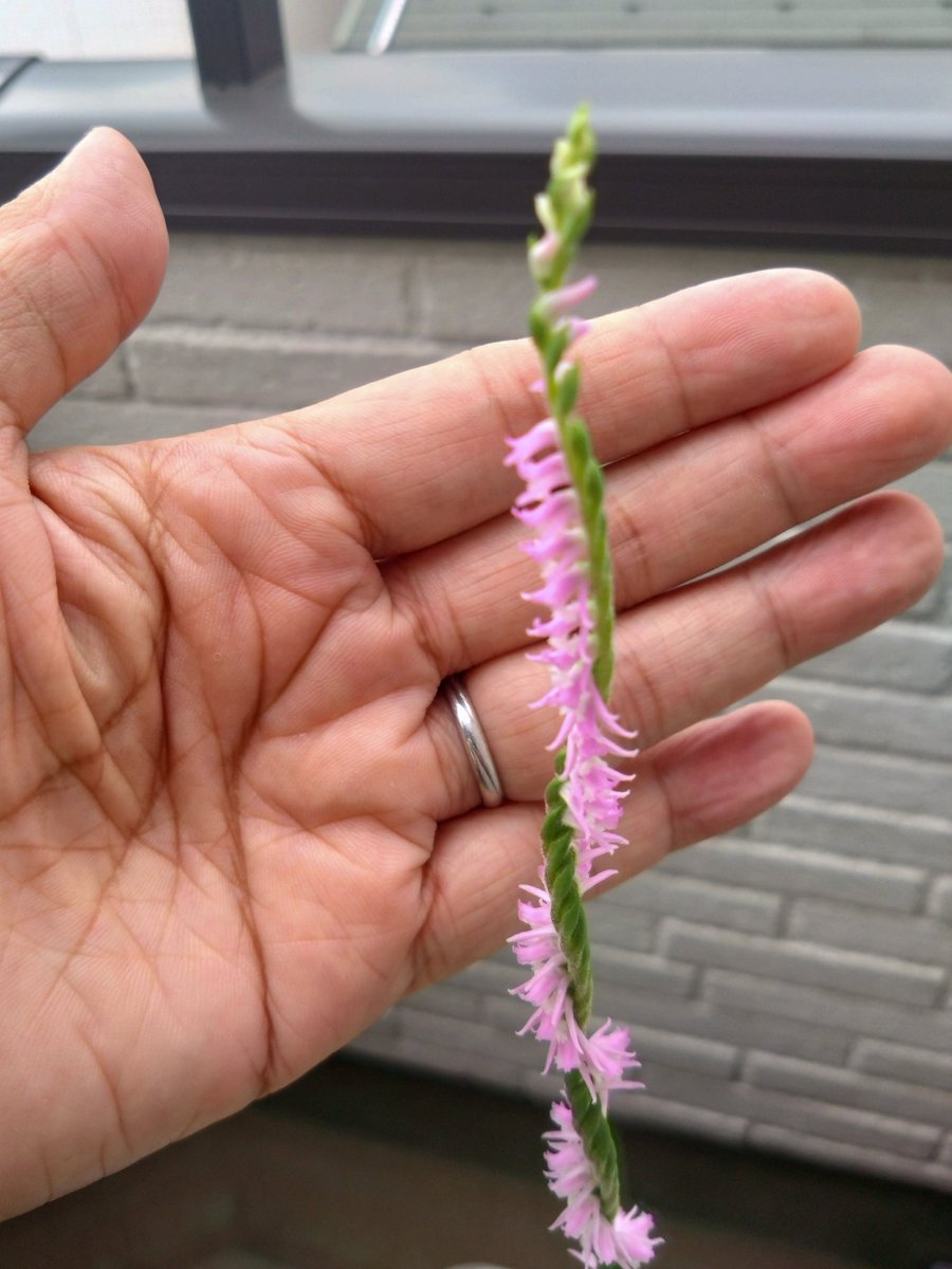 kiyoemo's tweet photo. 絶賛放置状態の我が家のベランダの植木鉢に、勝手に生えてきました
ネジバナ という 多年草だそうで、今後も毎年咲いてくれるといいな https://t.co/7XhcKyV1qc