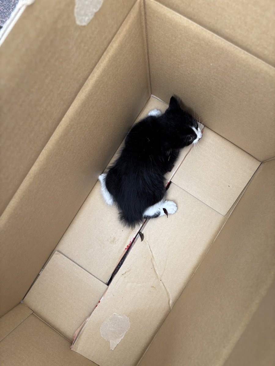 gogowannyan's tweet photo. 昨日知人より道路の真ん中で動けなくなってる子猫がいると相談ありました。
捕まえてもらい病院へ

体温が低く、血圧も低い
骨盤骨折と頭も打ってるかも、そして心膜の隙間に水なのか血なのかが溜まってて循環が悪い…との事なので入院となりました。

いろいろと問題があるけど、なんとか生きてほしい https://t.co/fM3FCNeJb7