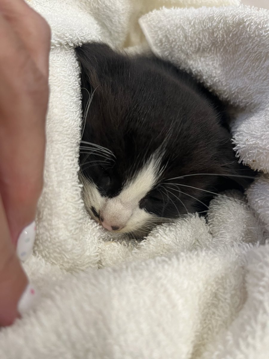 gogowannyan's tweet photo. 昨日知人より道路の真ん中で動けなくなってる子猫がいると相談ありました。
捕まえてもらい病院へ

体温が低く、血圧も低い
骨盤骨折と頭も打ってるかも、そして心膜の隙間に水なのか血なのかが溜まってて循環が悪い…との事なので入院となりました。

いろいろと問題があるけど、なんとか生きてほしい https://t.co/fM3FCNeJb7
