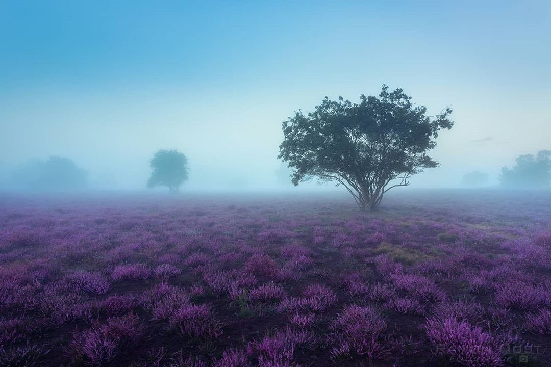 rsa_fog's tweet photo. presents @zoran_stegnjaic_photography
as our Featured Artist

Congratulations!

Please visit the artist's gallery
and show some love!
∙
Photo selected by: @monalisamonkey 🙋🏻‍♀️
─────────────────────────
∙
Keep tagging your best photos to #rsa_fog… https://t.co/fnfrU4wdkf