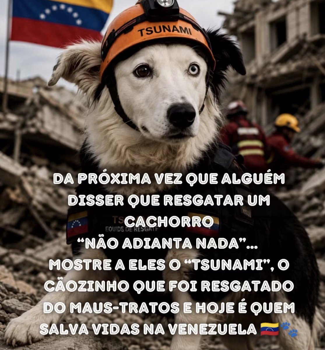 paulazanelli's tweet photo. Da próxima vez que alguém disser que resgatar um cachorro“não adianta nada”... 
Mostre a eles o “Tsunami”, o cãozinho que foi resgatado do maus-tratos e hoje é quem salva vidas na Venezuela 🇻🇪🐾 https://t.co/4aF2pz2FPF