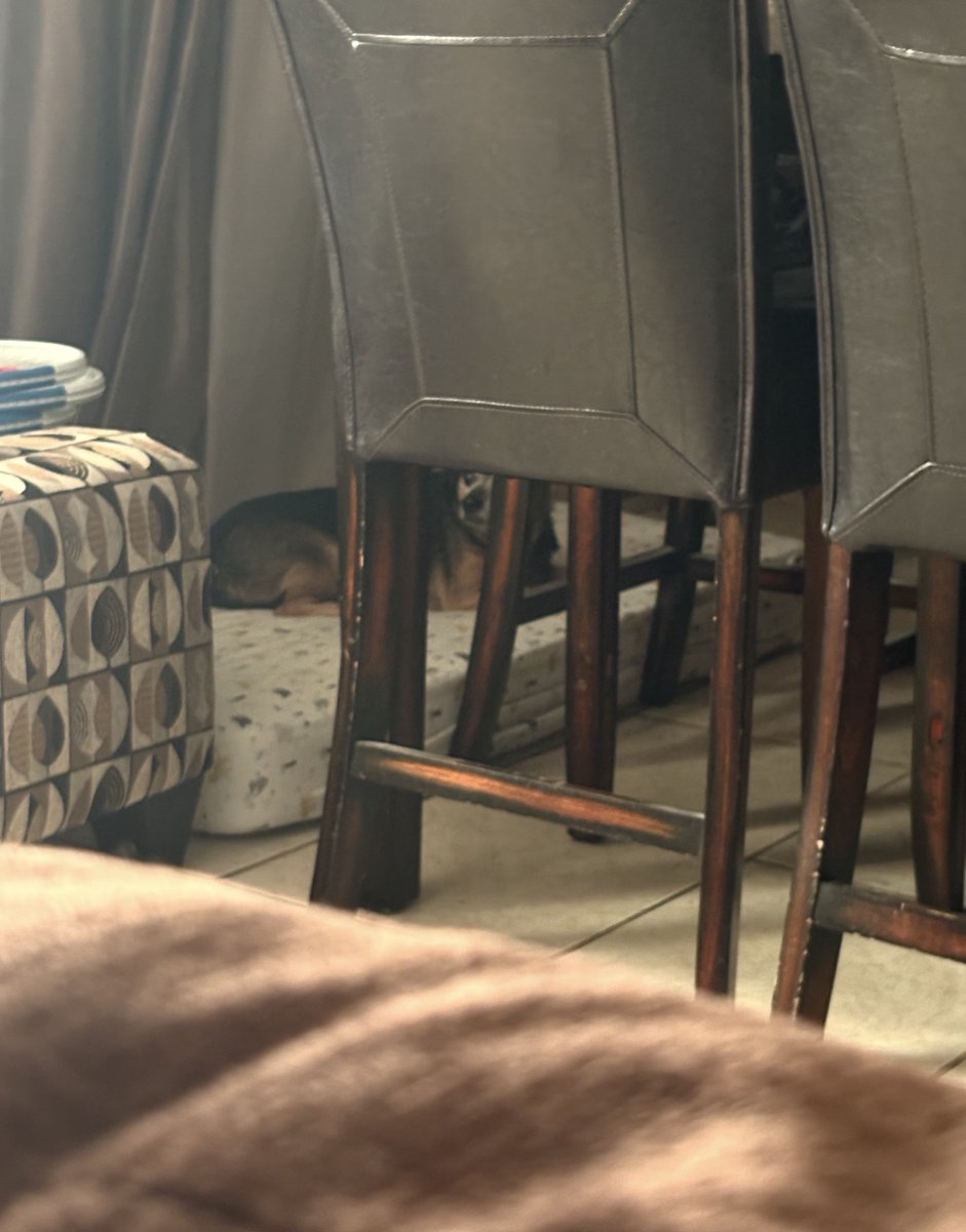 _KDReed's tweet photo. My emotional support dog being concerned for Aniya 💔 #loveislandusa #aniya https://t.co/PNyuOCs6S0