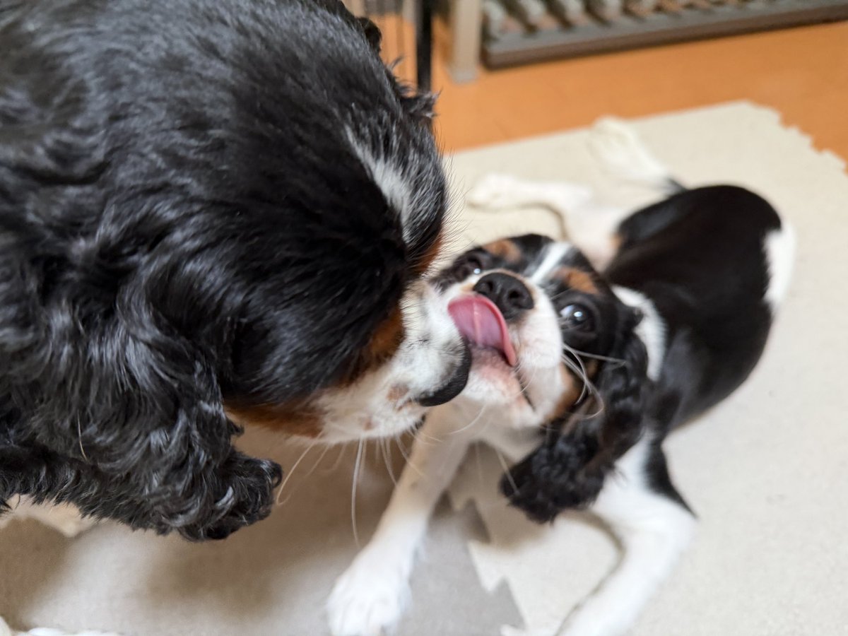 shell_thomas_20's tweet photo. おもちと柚子の仲良しタイム。

おもちは全くおもちゃで遊ばなくなり、
シェルにチョンチョンしてちょっかい出すこともなくなり
本当に2人でずっと遊んでます。

シェルはシェルで、遊びたい時間になったら
ママにボールを持ってきます。

それぞれ自由に過ごしています😊 https://t.co/t9pc007Erw