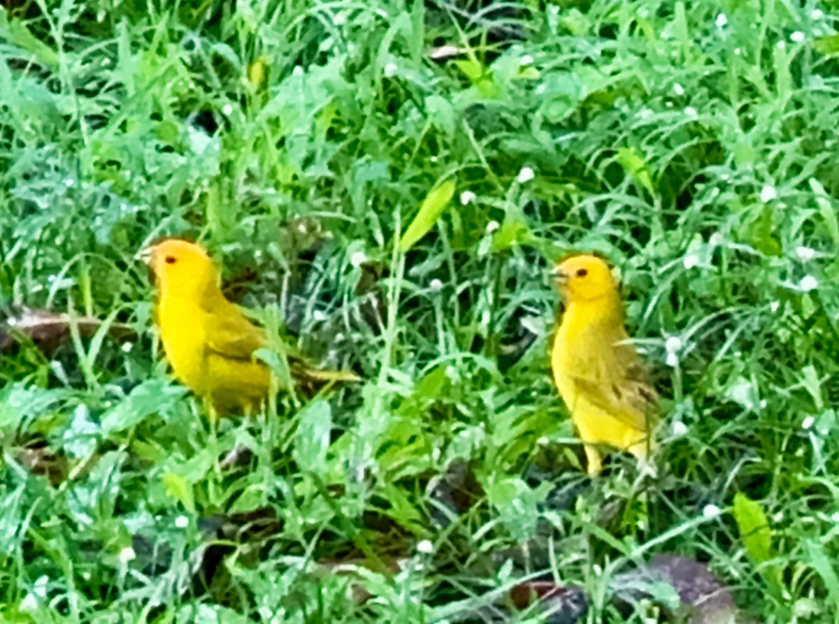 Starwalker2025's tweet photo. A thoughtful quote with the nature’s synchronicities in a remote country area of eastern Hawaii on the Big Island. #abeautifulmind #butterflies #saffronfinch #nature #flying #philosophy #russelcrowe #inspirational https://t.co/DqT5Y4yQov