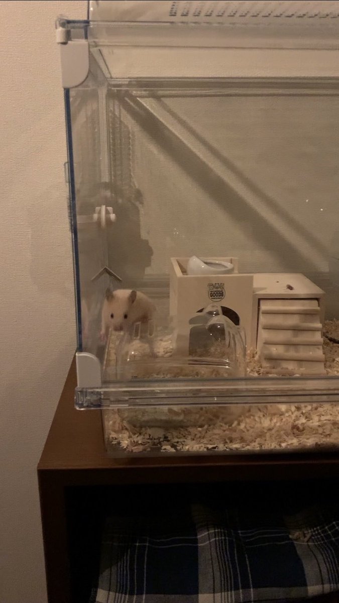 pankohamham's tweet photo. @strawbe3magg0tz Thank you! Looking at them side by side, it’s amazing how much Panko has grown! 😮❤️‍🔥 https://t.co/j56MFjpwvP