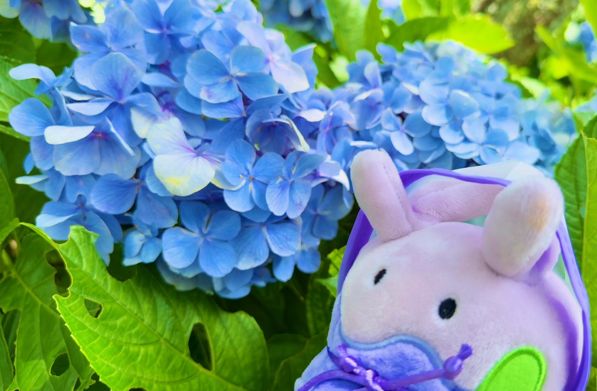 go_origami's tweet photo. 紫陽花とポケモン達✨ https://t.co/XxMvEjxZYJ