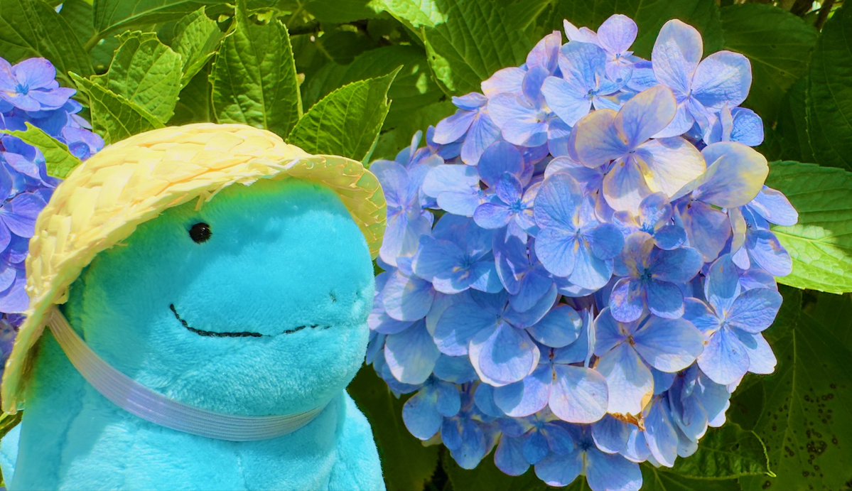 go_origami's tweet photo. 紫陽花とポケモン達✨ https://t.co/XxMvEjxZYJ