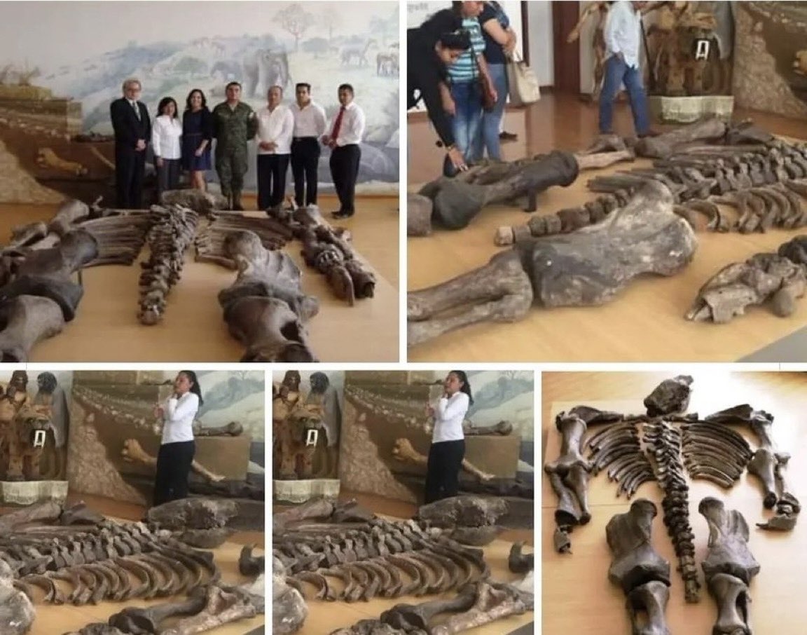 TheFlatEartherr's tweet photo. Remains of GIANTS discovered in the small Equadorian village of Changaimina, some were over 7 metres in height. https://t.co/hrl8yp3TtV