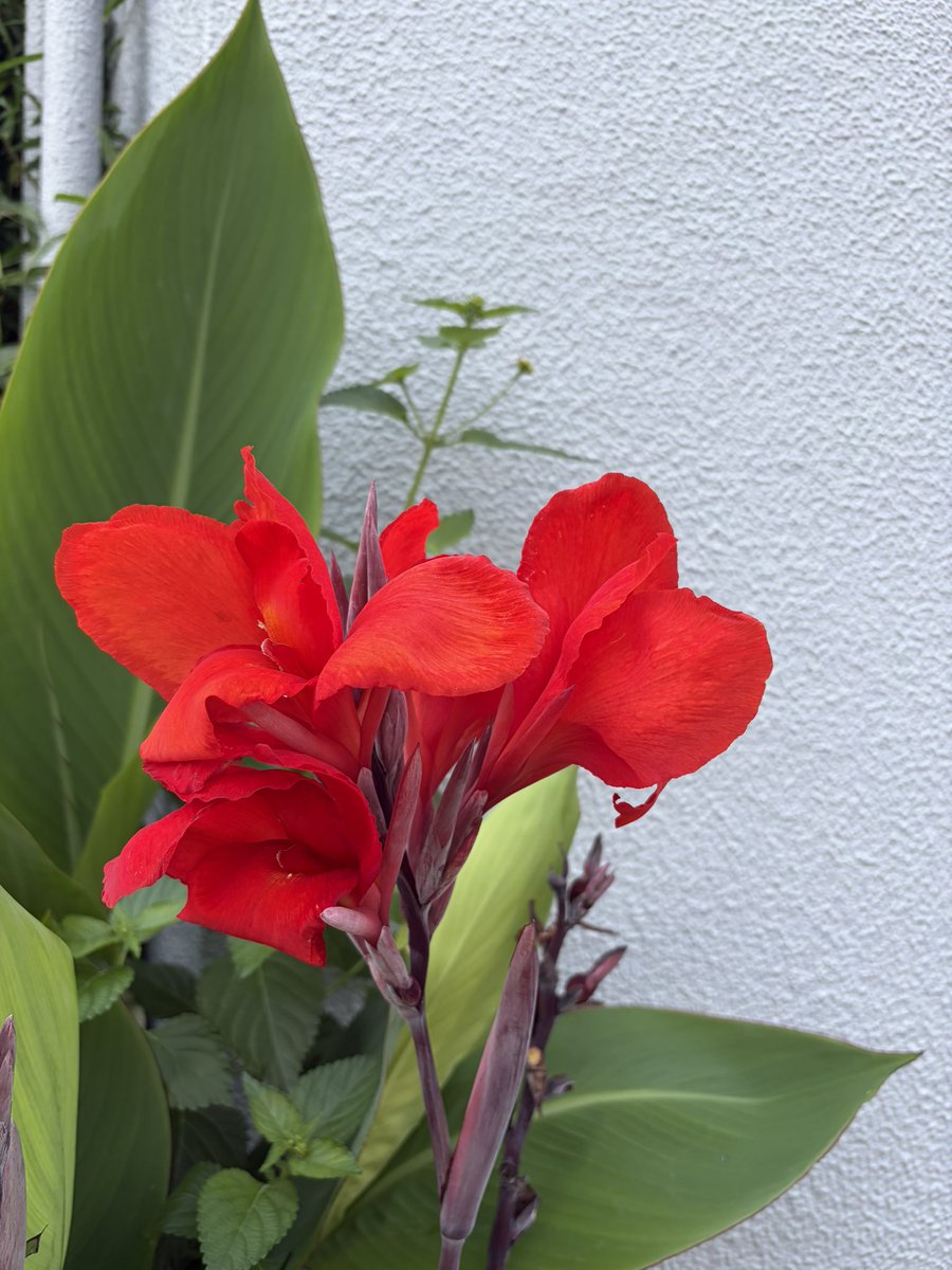 orange_neko's tweet photo. 今朝の花。奥の通りにはパッと目を惹くカンナが数株咲いてた。空はだいたい晴れ、夏かも。 https://t.co/JSifIsMGfH