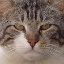 shycatbot's tweet photo. cat_12759.png https://t.co/I06BIQNifr