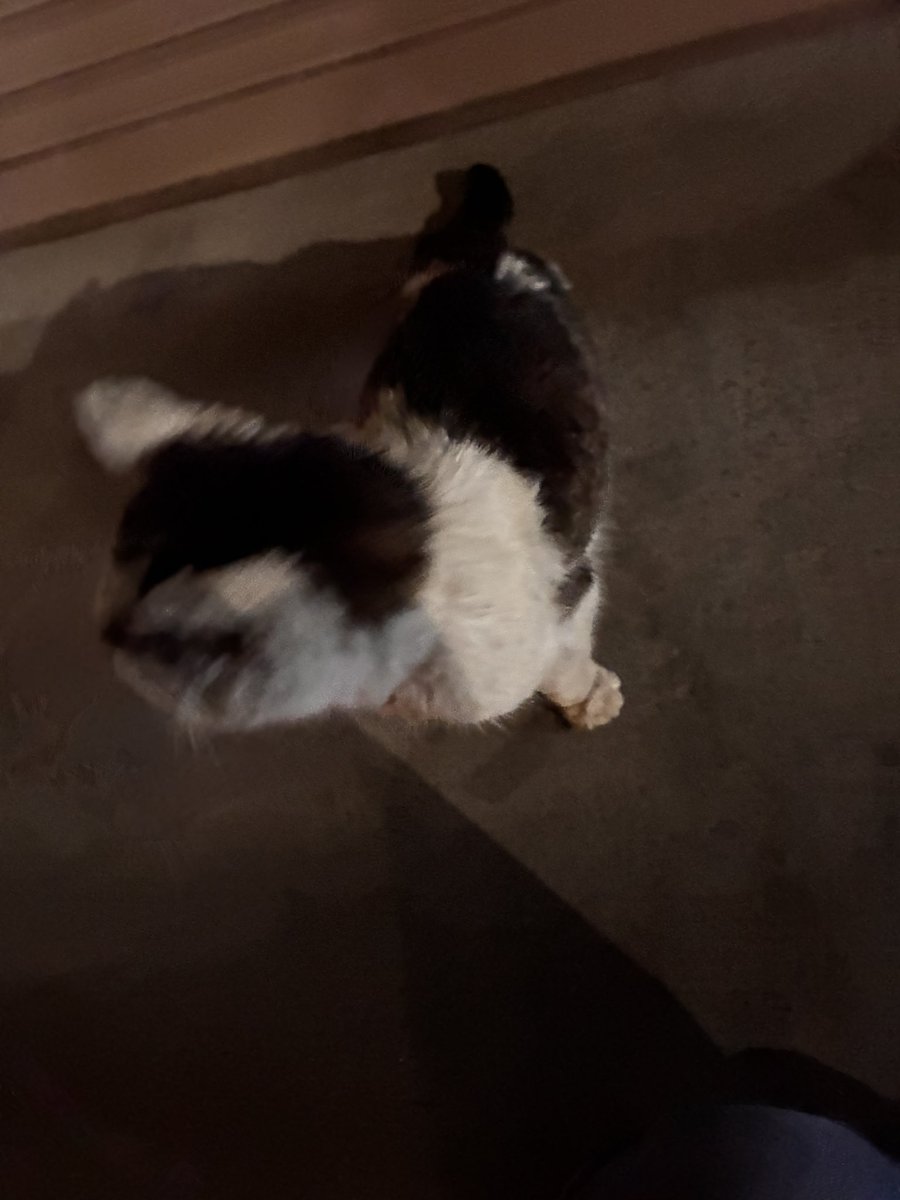 BATI_NIGHTCAP's tweet photo. こちらの猫ちゃんですが、飼い主さんが見つかり、預かって下さった方より警察経由で引き渡しとなり親元に戻る事ができました。RPして下さった皆様。情報を頂けた方、何よりも弱っている猫ちゃんを預かって治療して下さった方、本当にありがとうございました。 https://t.co/IC77BCV2SO