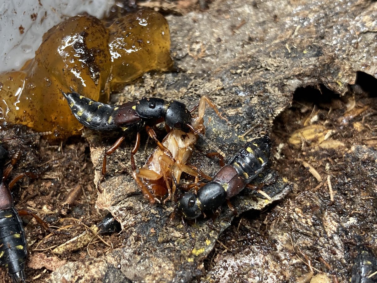 さっちゃん🐛🦂🕷 (@BugsLife3939) / Posts / X