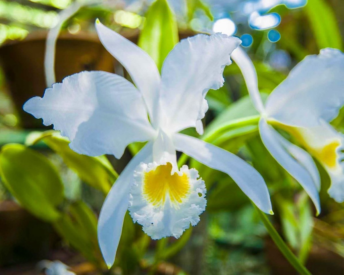 MinturCuba's tweet photo. ✨Si te gustan las flores, la naturaleza y los lugares tranquilos… Soroate va a encantar. El orquideario tiene más de 700 especies y un vibe súper relajante. Después del recorrido, nada mejor que un chapuzón en los ríos cercanos 🌿💙

#CubaUnica #CubaTravel #NaturalezaCuba https://t.co/hqlFcFEcvd