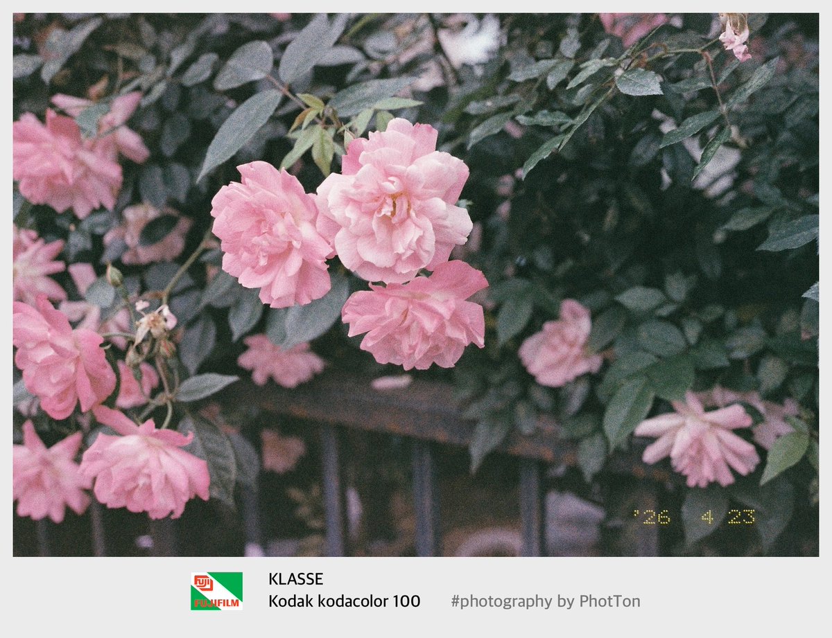 PhotTondotNet's tweet photo. SnapS 2026/04/23 No.01
フイルム写真ぽいフイルムスキャン画像
#photography by FUJIFILM #KLASSE KODAK #kodacolor100 
最終的な出力はデジカメと同じ、なんだと思いますが
フイルム写真らしさが有ると感じます
らしさは何が要因なのでしょうね？ https://t.co/7FVKaA9Kc6
