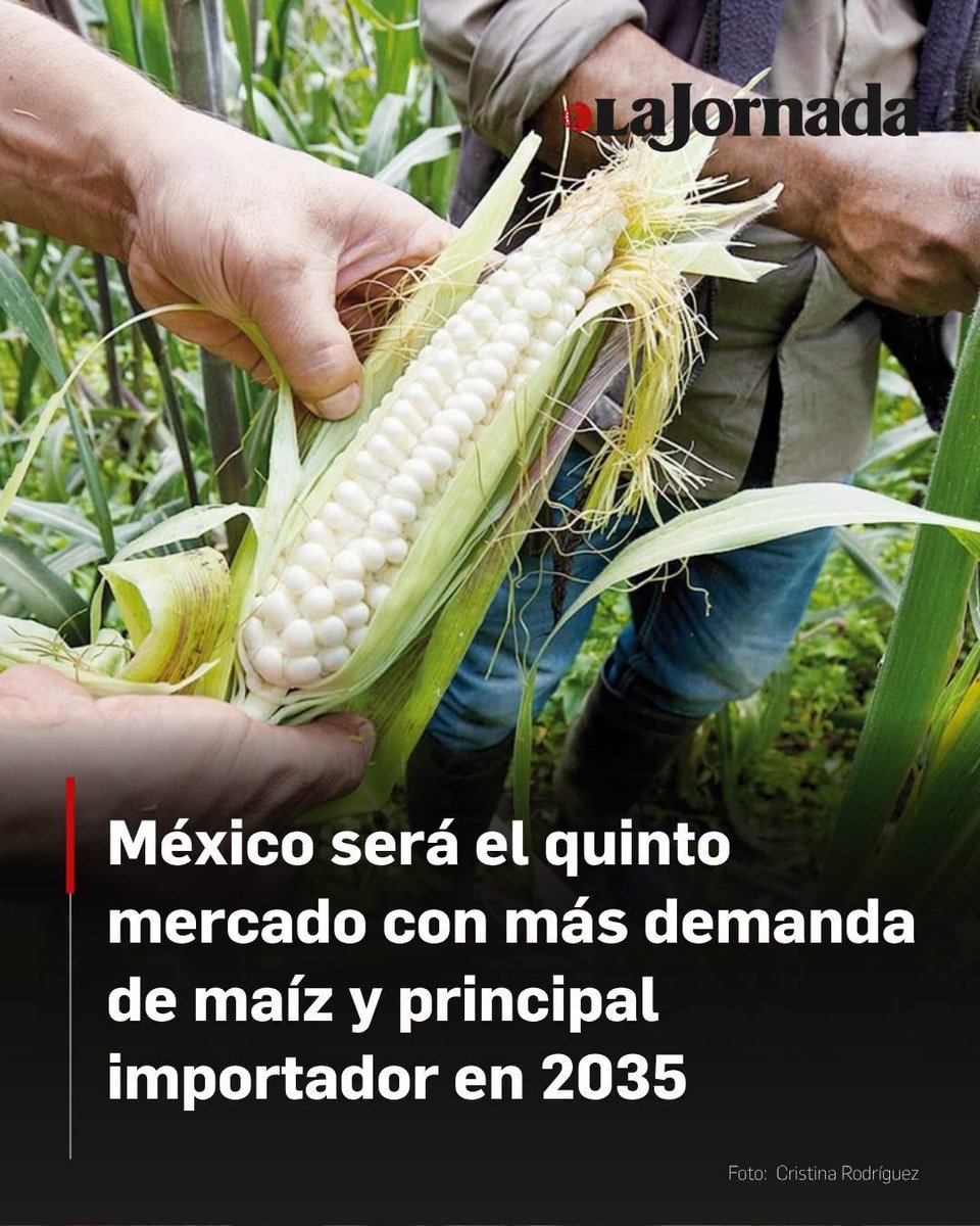 1jonatan2's tweet photo. Se viene la defensa de transgénicos buenos y la 4T va a olvidar aus luchas históricas. https://t.co/Vtw3hBWwBR