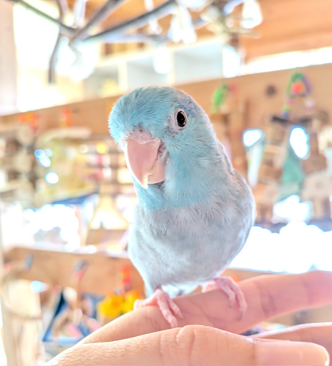 お預かり中の、のび〜るコマちゃん🐦