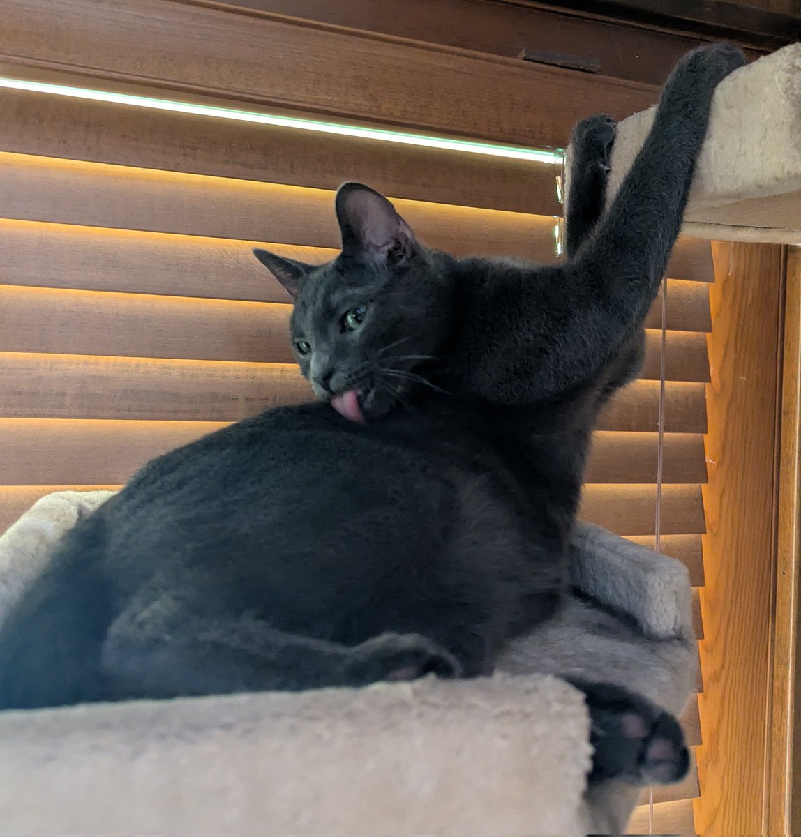 irohthecat's tweet photo. genius new way to bathe unlocked https://t.co/3dq9DLJsQm