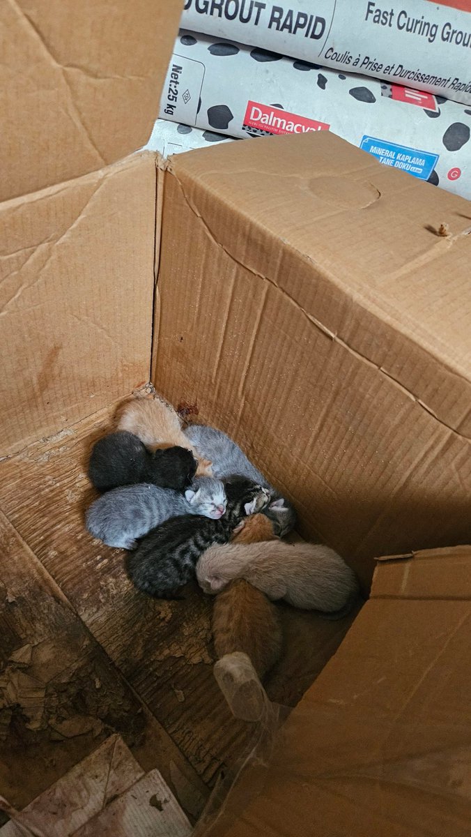 beratt071's tweet photo. @ayojoestar I followed the stray cat to the apartment building storage room and found these https://t.co/lDhPjxAkEe