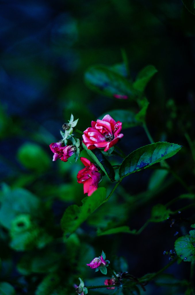 Roux_RT's tweet photo. 補色。
#PENTAX K-5
HD PENTAX-DA 70mmF2.4 Limited https://t.co/315d7eCSVv
