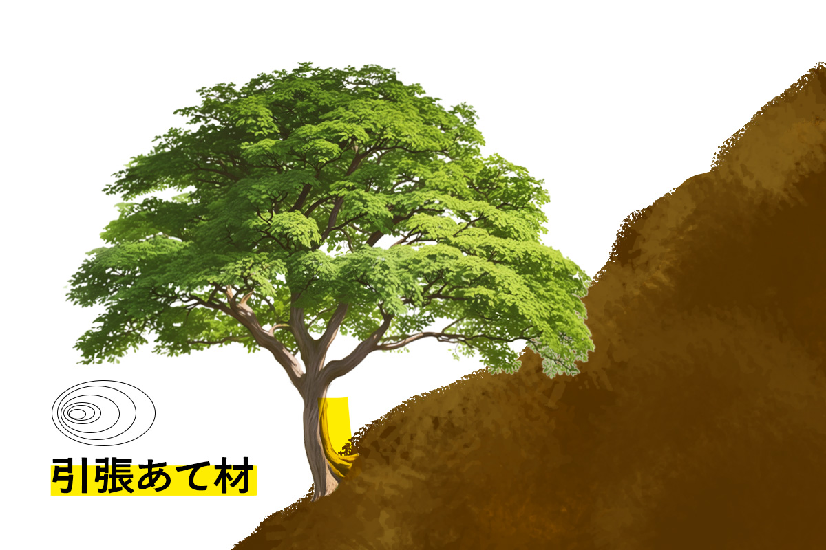 shingushoko's tweet photo. おはようございます。新宮商行です🌳

今日は「引張あて材」について。
広葉樹が傾いた際に幹や枝の上側に形成するあて材のこと。幹や枝を引っ張る力を生み出し姿勢を戻そうとする働きがあり、材としては反りや変形を生じやすくなります。

今日も一日よろしくお願いいたします😊
#新宮商行 #企業公式 https://t.co/7xIwkRrF9R