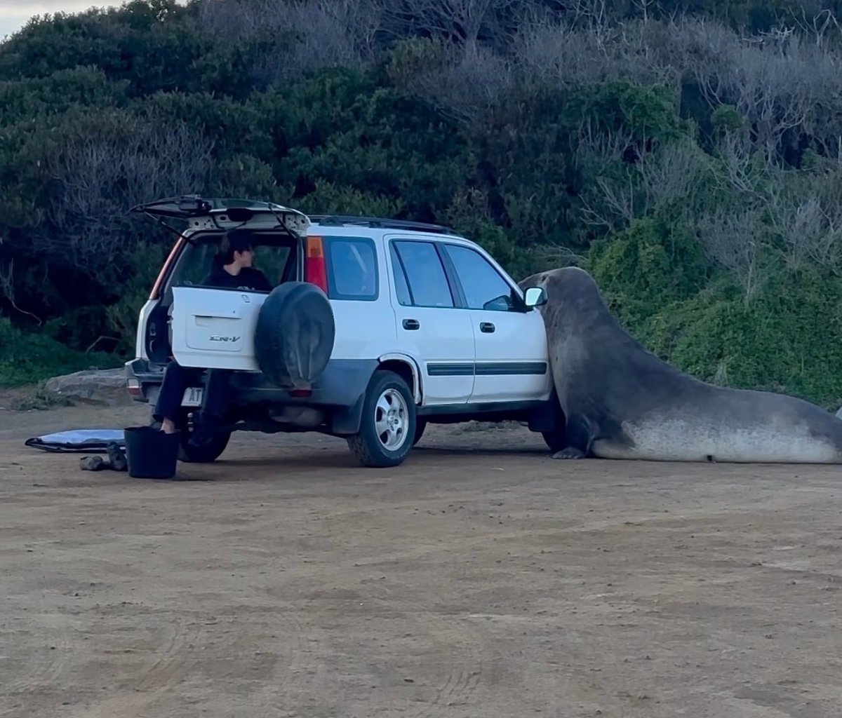 JacqOrca's tweet photo. Neil the Seal is back. https://t.co/2fjEGZwMC9