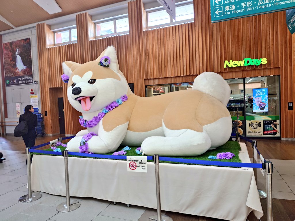 joyfit26's tweet photo. おはようございます✨️(ひっさびさの朝投稿)
初秋田楽しみです🤤
秋田犬カワイイ♡ https://t.co/MzkJoYtFVr