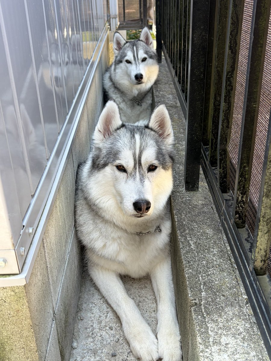 RenaSyun's tweet photo. 朝からハス連結w https://t.co/GuZ0AYSvhF