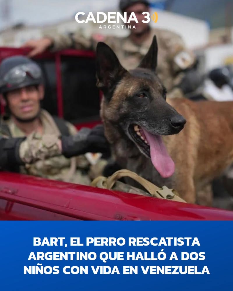 aclarrabure's tweet photo. El can, integrante del contingente argentino desplegado tras los terremotos, marcó la ubicación de dos menores atrapados bajo los escombros y facilitó el operativo de rescate. Mirá el video. https://t.co/Ny0N36WwEw https://t.co/OUbEfmGzus