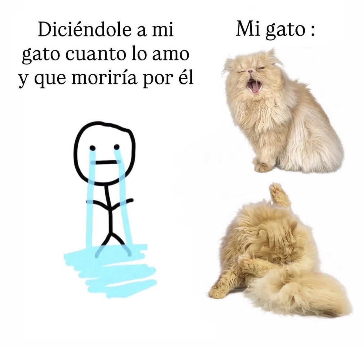 FraseSimple tweet picture