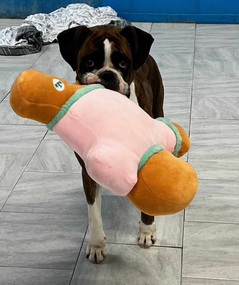 adopt_boxer's tweet photo. Melissa is a gorgeous girl. This 4 yr old sweetie is great with other dogs. She came out of a backyard breeder home in NY . When he got arrested. 🥜Melissa is fully vetted and ready for her own #family. #boxerdogs #adoptables #brindleboxer loves toys! #adoptme #dogsofx https://t.co/VAY5dV1dbA