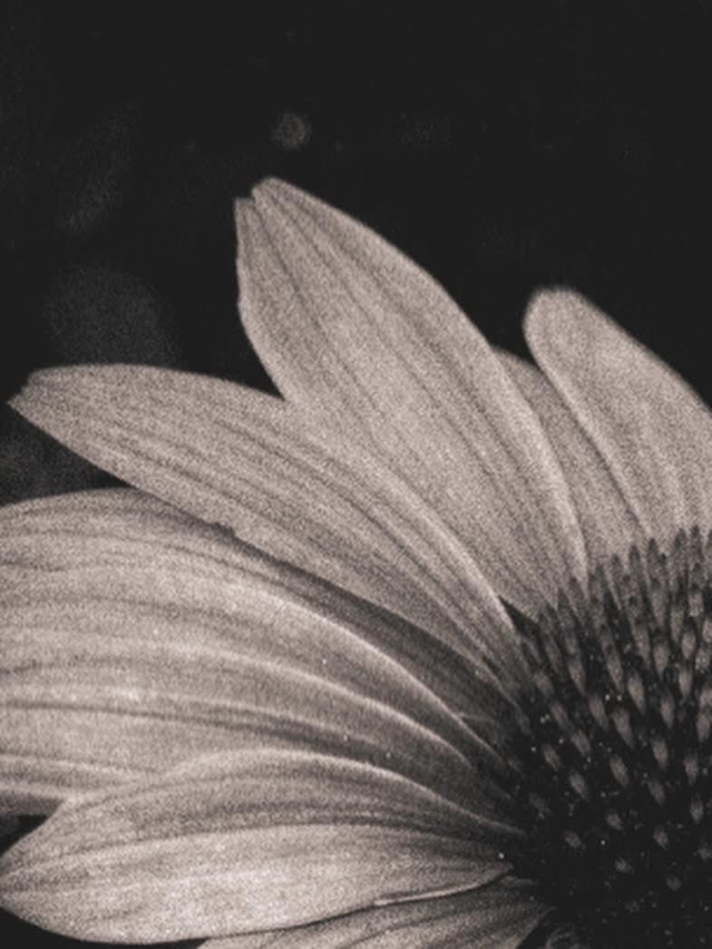 CarlaJeanMar's tweet photo. #flower https://t.co/si8MXkHsAq