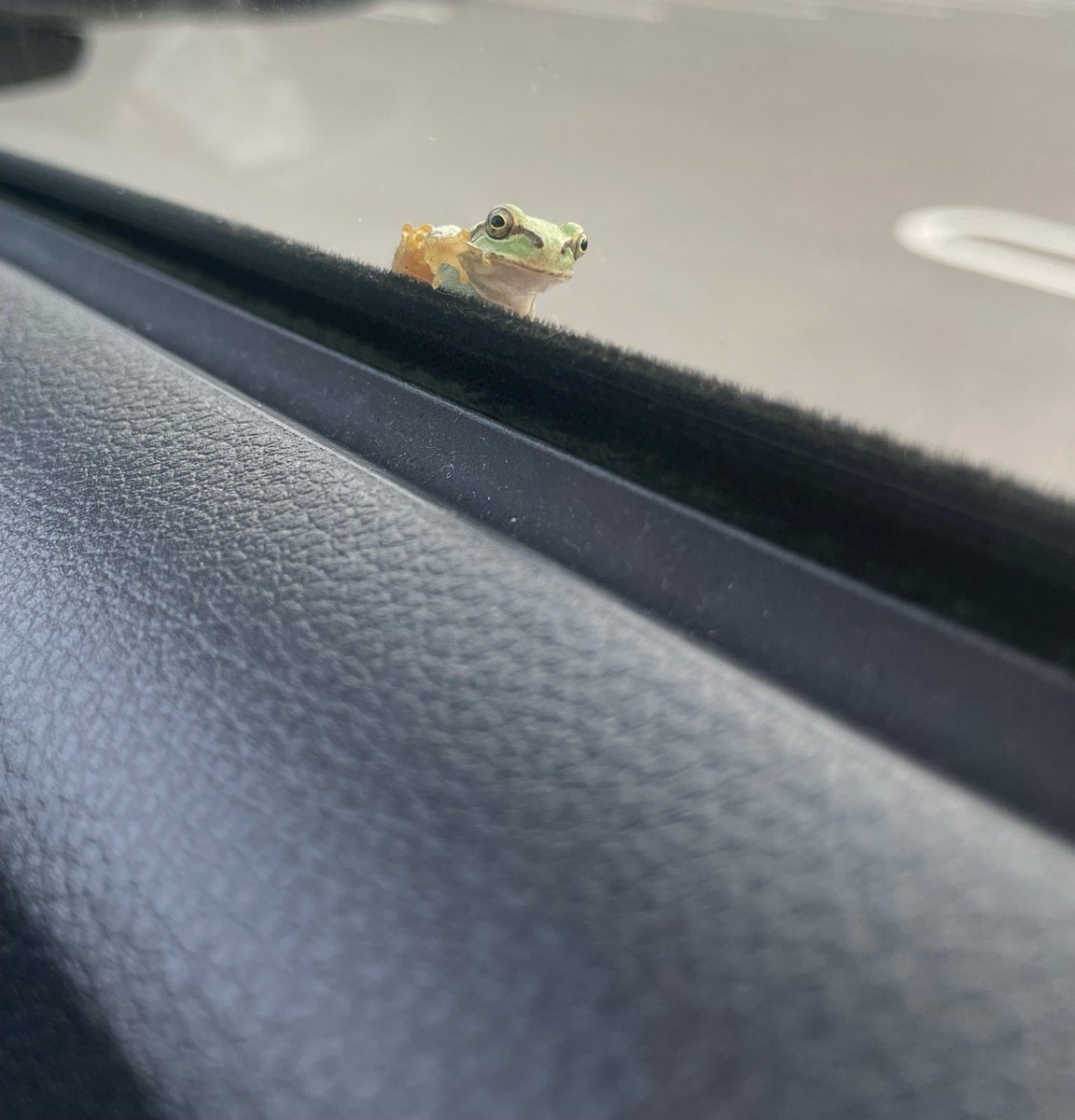 4zrk0_____10_21's tweet photo. 車降りようとしたらちーカエルおって草 https://t.co/nxx07xUn9d