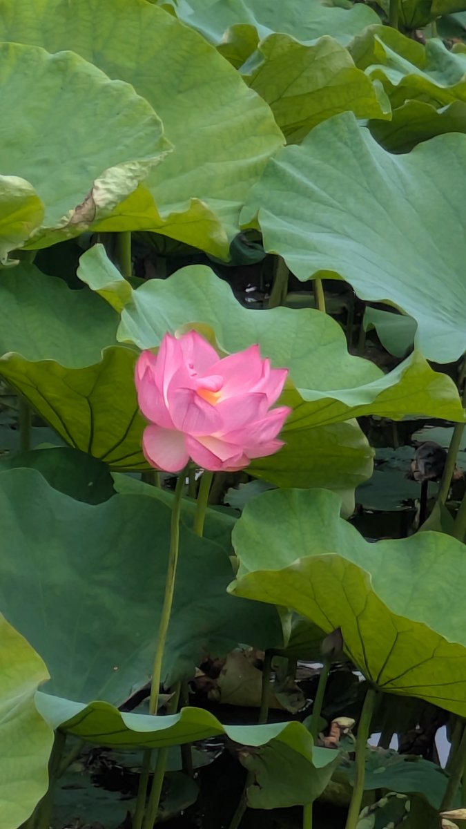 shibu_yoshi's tweet photo. 上野　不忍池にて
この季節は、蓮が素晴らしい。 https://t.co/XSNdQKJ8WO
