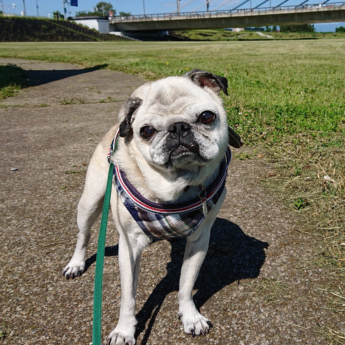 uzgnat's tweet photo. 🐶🐾うり「そろそろおやつちょーだい」の顔だね〜🥰
（2023.6月14歳）
#パグ #pug #鼻ぺちゃ #お空組🌈 https://t.co/dlqdbUeivT