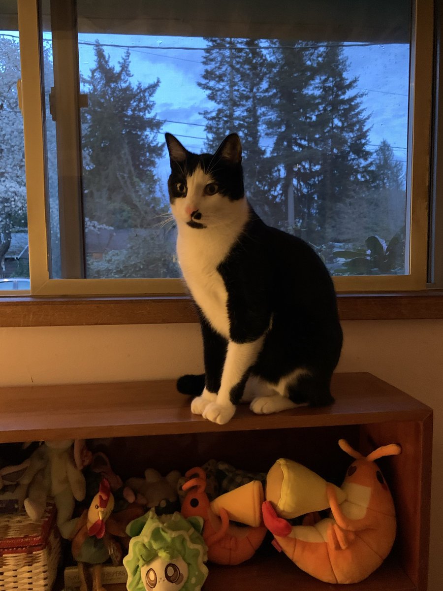 RinLightweaver's tweet photo. @lydiakauppi OMG he’s twins with my Tim https://t.co/rZEBtq7a7J