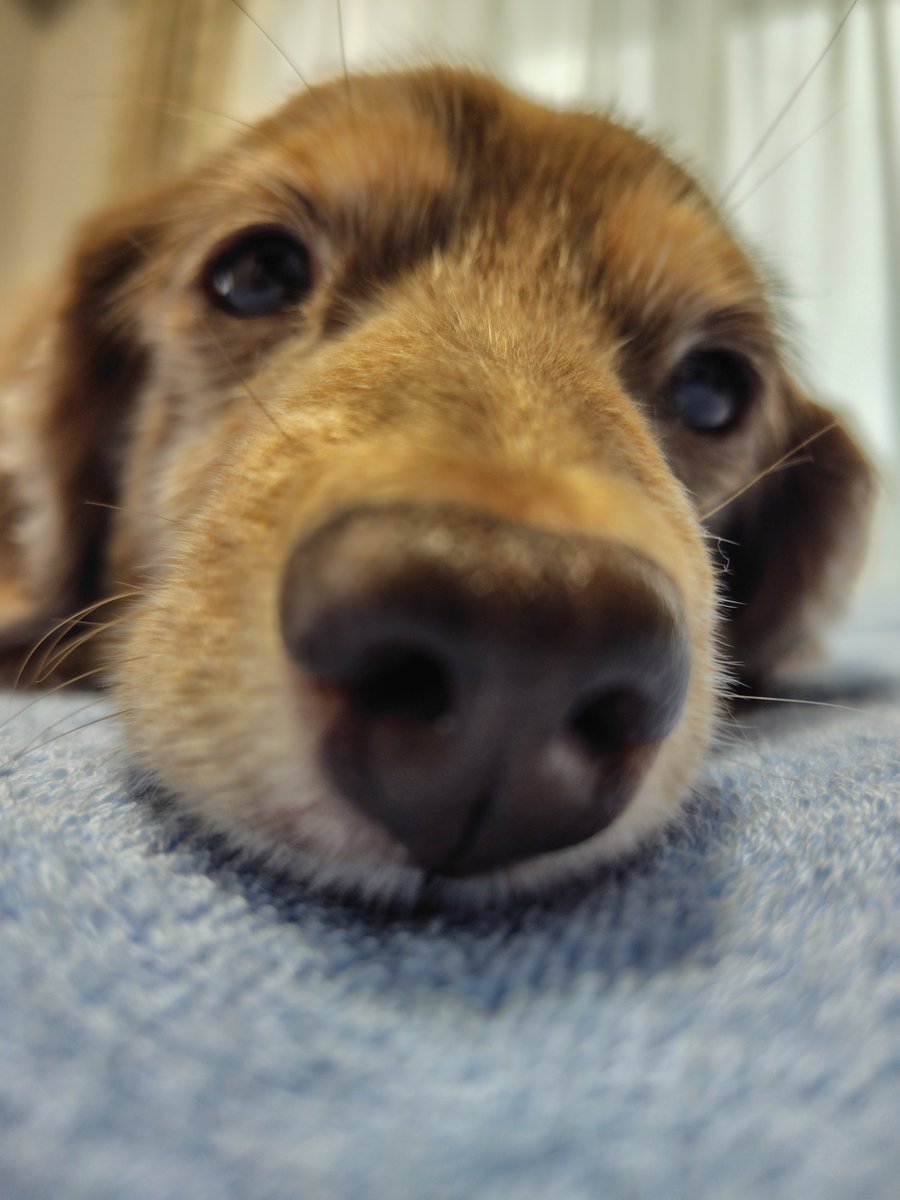 Forester_572's tweet photo. おはよー

#ミニチュアダックス
#プラムケンネル
#短足犬
#チョコタン
#おはよー
#𓍯𓉔𓄿𓇌𓍯𓍯 https://t.co/VrGDwT7eXq
