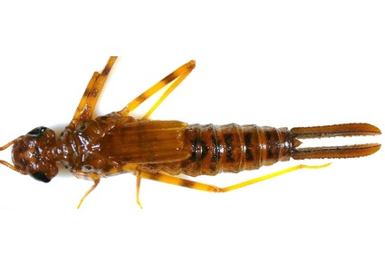 Zootaxa's tweet photo. Description of the larva of the Banded Jewel, Africocypha centripunctata (#Gambles, 1975) (#Odonata, #Chlorocyphidae) from Obudu Plateau, #Nigeria with some ecological notes
#taxonomy
https://t.co/SJjaG5IZlP https://t.co/vNjl0i4Q7I