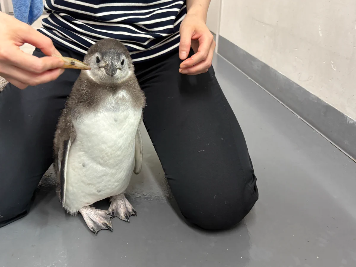 すみだ水族館【公式】 on X: 