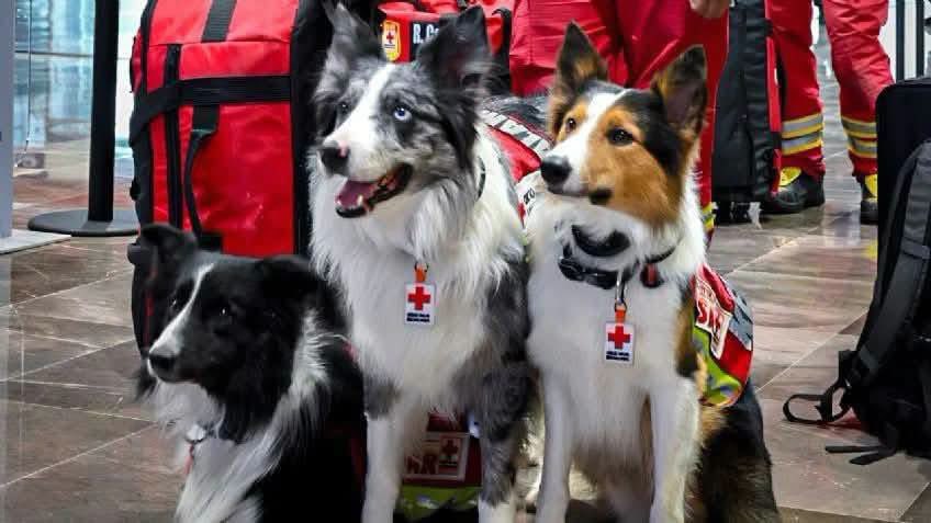 mascotasdifunde's tweet photo. 🔴JUSTICIA PARA ATHOS Y TANGO🔴 
Mientras la Suprema Corte le dio un revés a Edgar, su manejador, él sigue esperando y peleando por justicia… y al mismo tiempo, está en Venezuela con Orly, Balam, y Kenai, rescatando con la misma humanidad que le fue negada por las autoridades🙏🏼 https://t.co/pa78ERAUpo