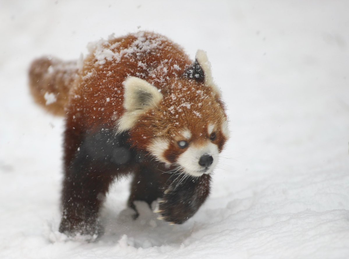 ChibaZoo's tweet photo. 風太の誕生日まであと5日！写真は2019年、雪の日の風太です。本日、気温上昇が見込まれるため、早めに収容される場合があります。（飼1）
#千葉市動物公園
#レッサーパンダ
#風太 https://t.co/DneBjJUWe8