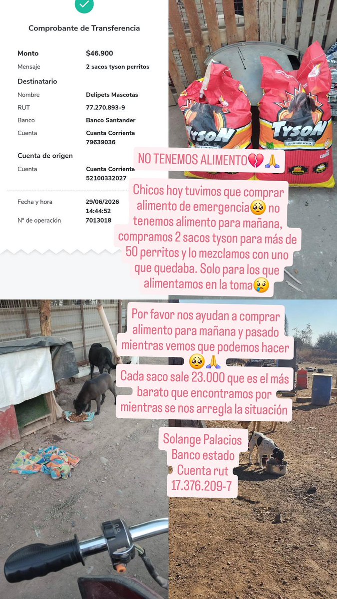 sol_palacios_m's tweet photo. NO TENEMOS ALIMENTO💔🙏hoy tuvimos que comprar alimento de emergencia🥺 no tenemos alimento para mañana, compramos 2 sacos se mezclo con uno que quedaba😢
Por favor nos ayudan a compra mientras vemos que podemos hacer 🥺🙏
Solange Palacios 
Banco estado
Cuenta rut
17.376.209-7 https://t.co/U8DnSTiFge