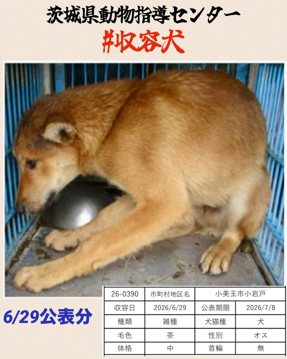 gollfe's tweet photo. 🆘6/29茨城県動物指導センター🆘
犬舎の隅で体を丸める野犬
生きるために必死だった命です。

万が一公示期限を迎えましたら
センター登録団体さんやボランティアさんを通じて
里親さんになれる可能性があります。
安心して眠れる場所と
温かな家族とのご縁がありますように🍀🙏🏻

🔹管理番号：26-0390
🔹公示期限：7/8
🔹小美玉市小岩戸
🔹雑種・オス・茶・中型犬
🔹首輪なし
https://t.co/8sxZNUvPSO