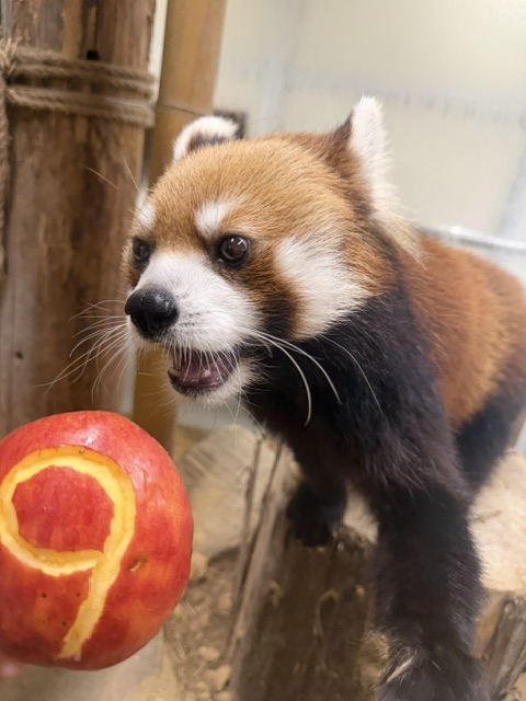 7月6日は ＃レッサーパンダ ＃メロディ の9才のお誕生日です！毎年恒例