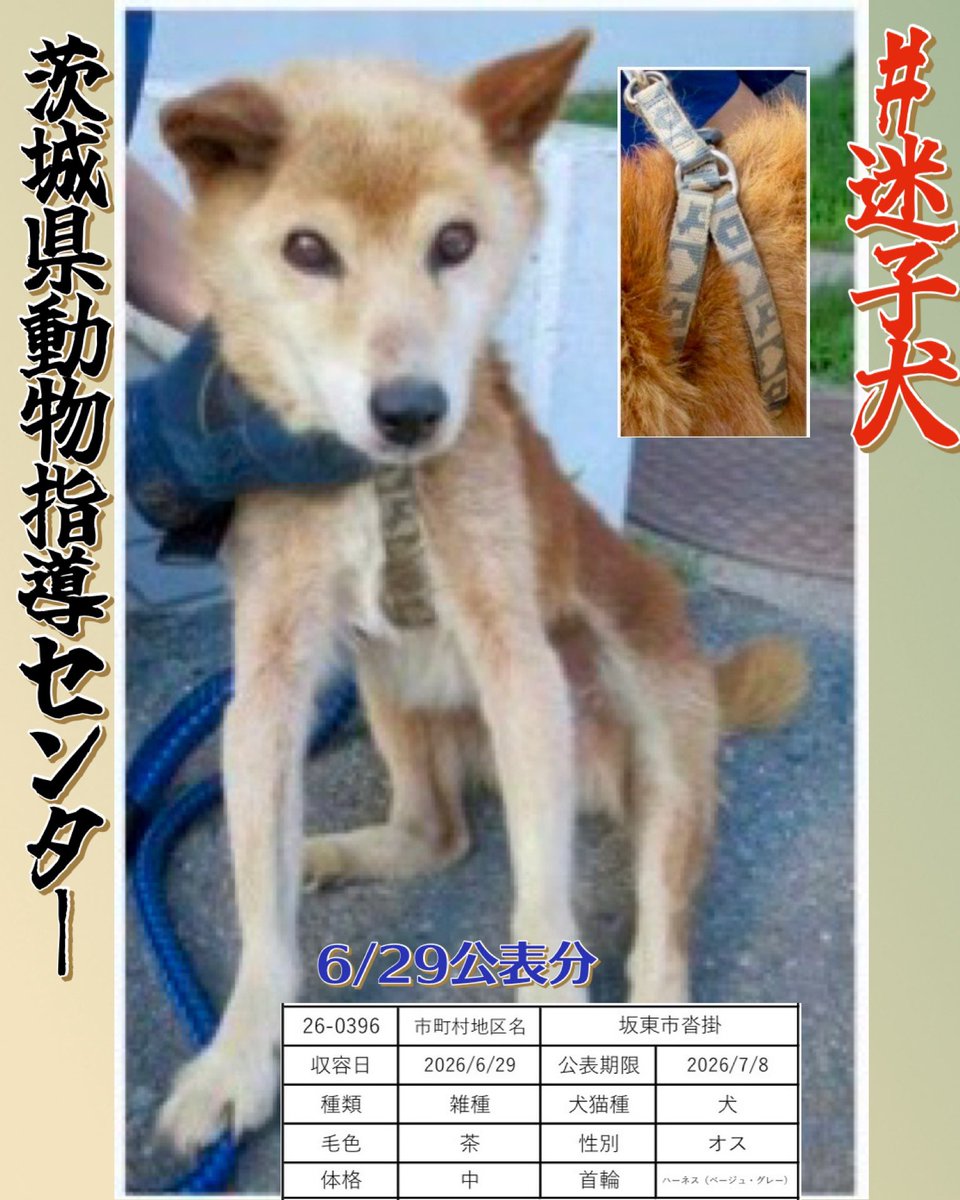 gollfe's tweet photo. 🆘6/29茨城県動物指導センター🆘
迷子犬です
首にはベージュ・グレーのハーネス
不安そうな表情で、
飼い主さんのお迎えを待っています
この子を探しているご家族はいませんか？

どうか一日も早く
お家へ帰れますように🍀🙏🏻

万が一お迎えがなく公示期限を迎えても、
センター登録団体さんやボランティアさんを通じて
里親さんになれる可能性があります。

🔹管理番号：26-0396
🔹公示期限：7/8
🔹坂東市菅掛
🔹雑種・オス・茶・中型犬
🔹ベージュ・グレーのハーネス着用
https://t.co/8sxZNUvPSO