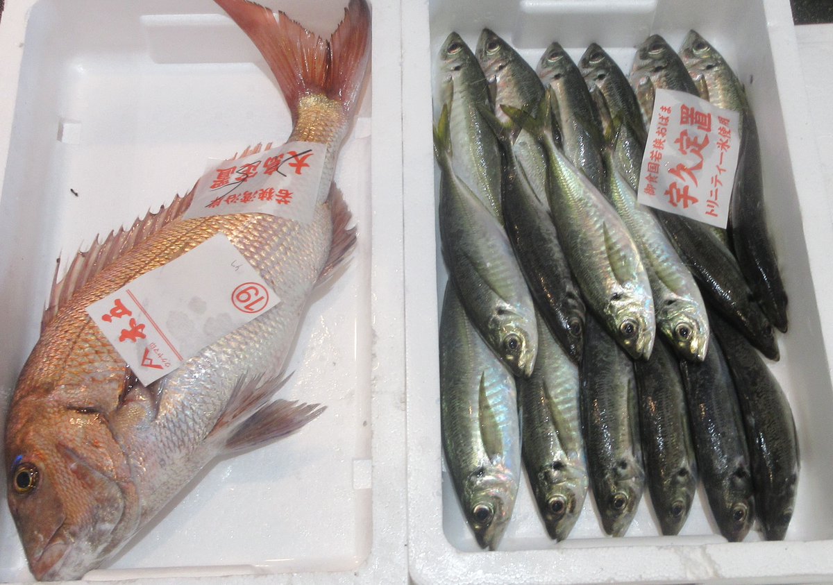 kigosyoten's tweet photo. #木五商店　#福井県小浜市　#鮮魚　#干物　#小鯛笹漬け　#宇宙サバ缶　#コーギー箸と箸置き　『限界市場（リミット）を突破せよ: 若狭小浜お魚センター誕生をめぐる男たちの挑戦 (ひかりの羅針盤出版)』たくさんの方に関心を持っていただきありがとうございました。今日の魚https://t.co/7mf8mlq1Sw https://t.co/3MACafgsYt
